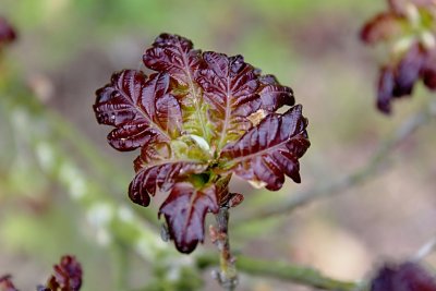 Quercus robur 'Atropurpurea' - dub letní - jarní listy